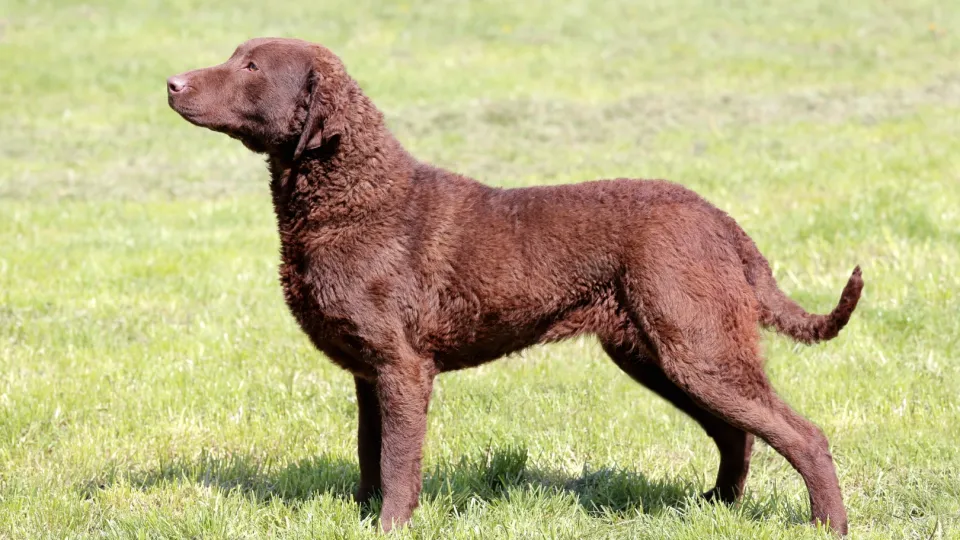 Retriever (Chesapeake Bay)